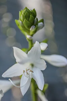 Lily Prints: Hosta bloom
