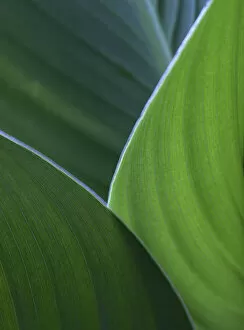 Images Dated 16th August 2006: Hosta leaf abstract