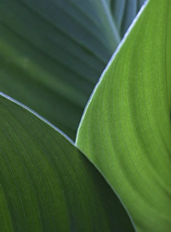 Images Dated 16th August 2006: Hosta leaf abstract