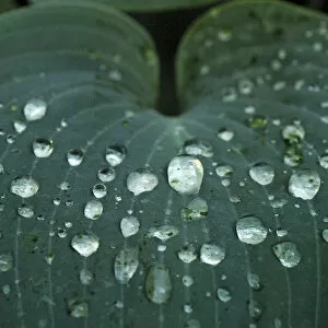 Hosta leaf with dew