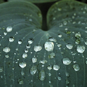 Images Dated 26th June 2005: Hosta leaf with dew