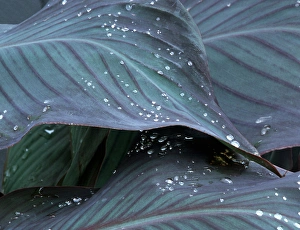 Images Dated 10th April 2015: Hosta leaf with dew drops close up