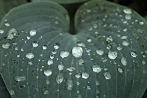 Images Dated 26th June 2005: Hosta leaf with dew drops close up
