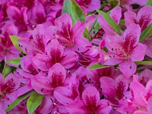 Hot pink azaleas in a garden