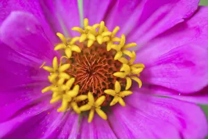 Hot pink zinnia flower