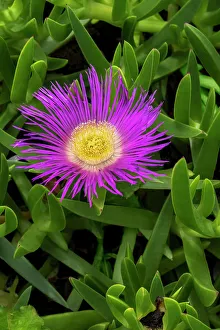 Ice Plant Prints: Hottentot fig plant