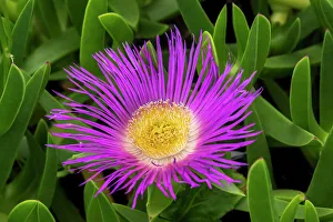 Ice Plant Prints: Hottentot fig plant