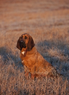 Western Scenic Prints: Hound dog sitting in a field in the Big Horn MT of Wyoming