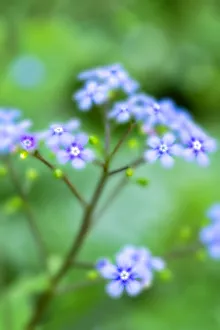 Stem Prints: Hounds tongues, USA