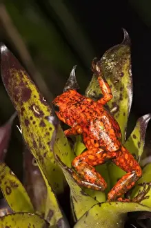 Chocu Prints: Hourglass Tree Frog (Dendropsophus ebraccatus) captive, Choca Region of NW Ecuador