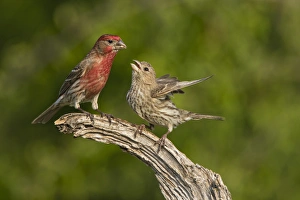 Ritual Prints: House Finch (Carpodacus mexicanus) pair bonding