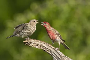 Ritual Prints: House Finch (Carpodacus mexicanus) pair bonding