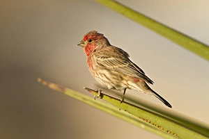 Carpodacus Mexicanus Prints: House Finch (Carpodacus mexicanus) perched in yucca, west Texas