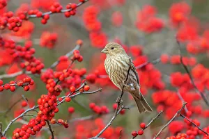 Songbird Prints: House Finch female in Winterberry bush, Marion County, Illinois