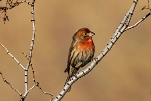 New Images March 2025 Part 2 Prints: House finch in Palm Springs, California, USA