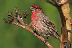 Carpodacus Mexicanus Prints: House finch, Southern California, USA
