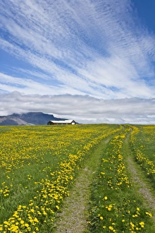 Track Prints: House on the meadow of wild flowers, Iceland