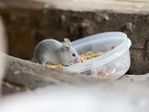 Bowl Prints: House mouse (Mus musculus) in Wildkatzendorf Huetscheroda (wildcat village), Hainich