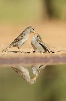 Family Prints: House Sparrow (Passer domesticus), female feeding young, Rio Grande Valley, South Texas