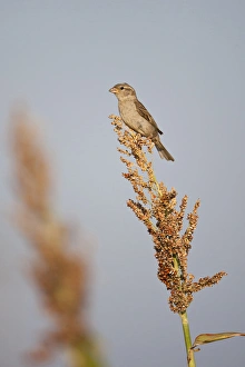 House Sparrow (Passer domesticus) female perched on grain sorgham