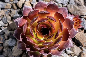 Succulent Prints: Houseleek bronze pastel, succulent