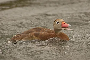 Houston Prints: Houston, Texas, USA. Black-bellied whistling duck (Dendrocygna autumnalis) swimming