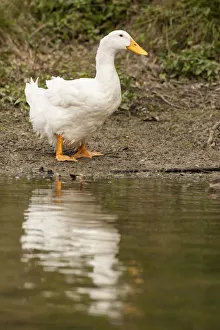 Copy Space Prints: Houston, Texas, USA. Domestic Pekin or Long Island duck standing by the edge of a pond