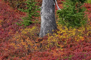 Paradise Prints: Huckleberry bushes and mountain ash in autumn hues in Mount Rainier National Park