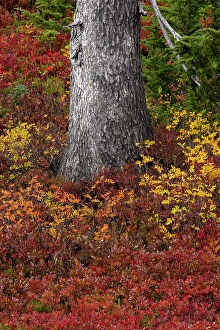 Paradise Prints: Huckleberry bushes and mountain ash in autumn hues in Mount Rainier National Park