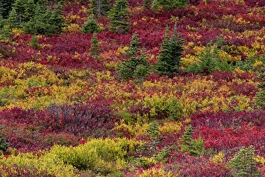 Paradise Prints: Huckleberry bushes and mountain ash in autumn hues in Mount Rainier National Park
