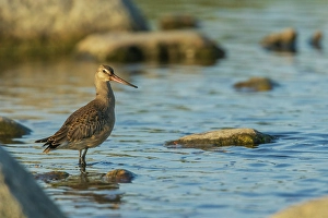 Shorebird Prints: Hudsonian godwit pauses a small creeks edge in the arctic habitat in Northern Manitoba