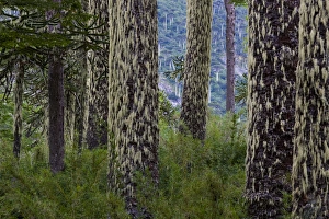 Images Dated 18th March 2010: Huerquehue National Park, Chile. South America. Lichen on trunks of monkeypuzzle trees