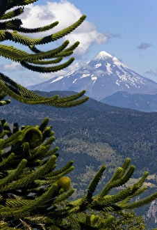 Huerquehue National Park, Chile. South America. Monkeypuzzle tree (Araucaria araucana)