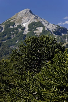 Huerquehue National Park, Chile. South America. Monkeypuzzle trees (Araucaria araucana)