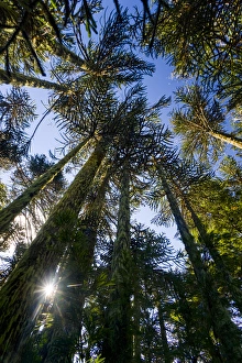 Huerquehue National Park, Chile. South America. Monkeypuzzle trees (Araucaria araucana)
