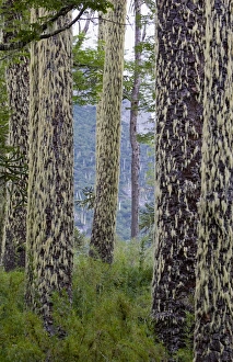 Images Dated 18th March 2010: Huerquehue National Park, Chile. South America. Lichen on trunks of monkeypuzzle trees