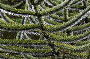 Images Dated 18th March 2010: Huerquehue National Park, Chile