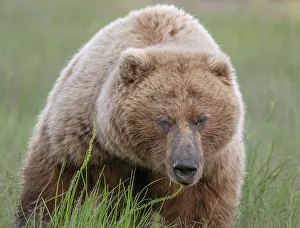 Betty Sederquist Prints: Huge brown bear sow approaches the camera