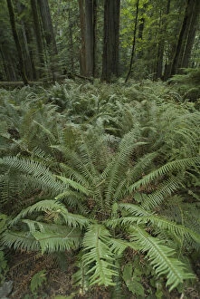 Images Dated 10th September 2006: Huge Ferns and Trees at Cathedral Grove in MacMillan Provincial Park, British Columbia