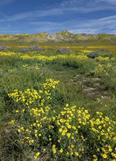 Betty Sederquist Prints: Huge fields of wildflowers cover the Carrizo Plains during a spring super bloom