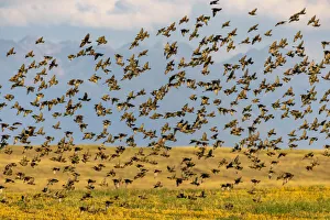 Huge flock of European starlings take flight in the Flathead Valley, Montana, USA