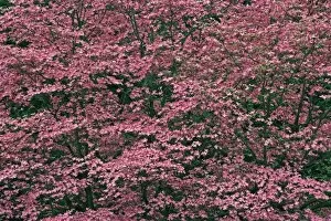 Huge hybrid pink dogwood tree in full bloom, Louisville, Kentucky