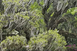 Huge Live Oak draped with Spanish Moss blowing in the wind, Charleston, South Carolina