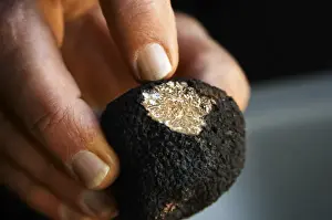 Holding Prints: Hugues Martin, the owner of the truffles farm holding a fresh Perigord truffle in
