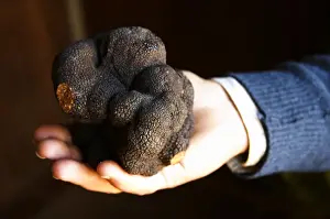 Holding Prints: Hugues Martin, the owner of the truffles farm holding a gigantic fresh black Perigord