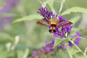 Nectaring Prints: Hummingbird Clearwing (Hemaris thysbe) on Butterfly Bush (Buddleja davidii), Marion County