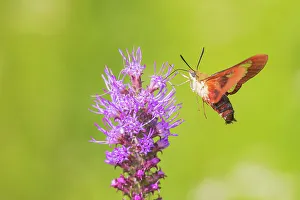 Nectaring Prints: Hummingbird Clearwing moth at Prairie Blazing Star, Effingham County, Illinois