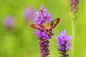 Nectaring Prints: Hummingbird Clearwing moth at Prairie Blazing Star, Effingham County, Illinois