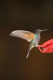 Hummingbird at feeder, Sachatamia Lodge, Mindo, Pichincha province, Ecuador. (PR)