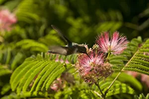 Images Dated 3rd August 2007: A hummingbird feeds from a pink flower